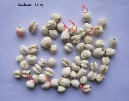 4  图 | 川贝母(易压碎) 如果以上鉴别点你还是无法明白无法了解,请