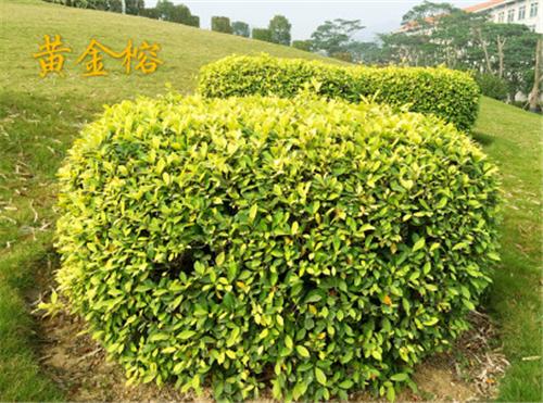 篱】:一般用终年有彩色叶或紫红叶斑叶的种类,如洒金东瀛珊瑚,金边桑