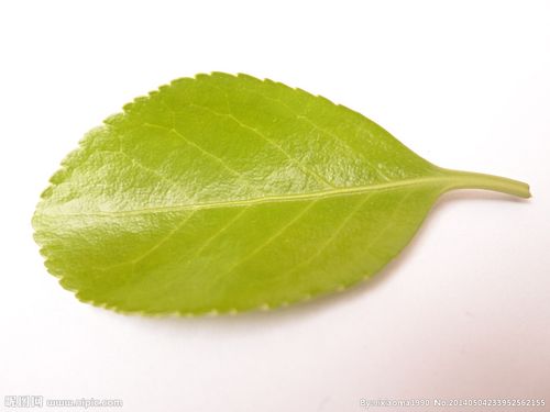 大叶黄杨树叶叶子图片