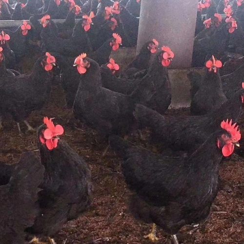 温氏天露黑鸡苗批发天露黑五号鸡苗良凤黑鸡苗价格快大黑鸡苗