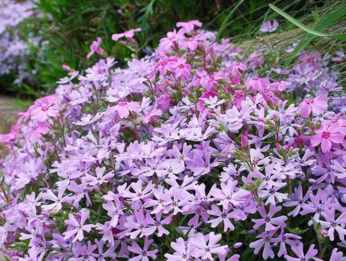 丛生福禄考的花期时间