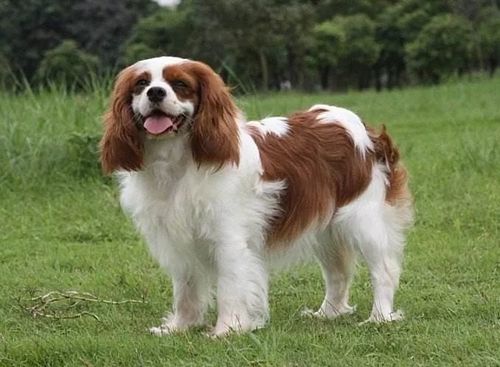 每日一犬查尔斯王骑士猎犬