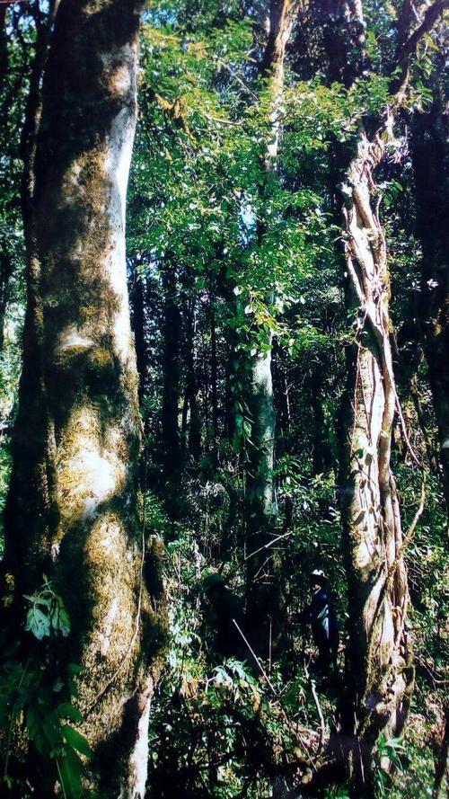 缅甸佤邦秘境龙潭山千年野生古树茶自然保护区 公明山