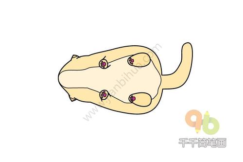 四脚朝天的小猫简笔画步骤图