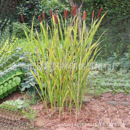 仿真叶子植物叶香蒲叶蒲棒叶子春秋色可选博物馆植物园拍摄批发