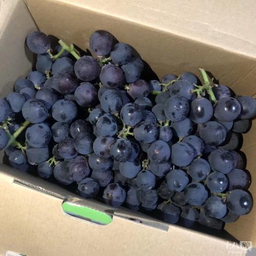 今年的第一筐杨梅来自xt,现在第一箱葡萄也来自xt