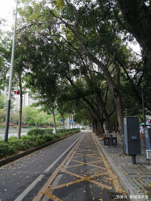 深圳夏日难得舒适的早晨街道