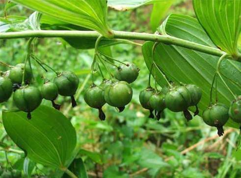 家养黄精如何种植?