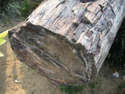 名称:木化石怎么卖出去 供应商:玺臻(上海)文化发展有限公司 价格