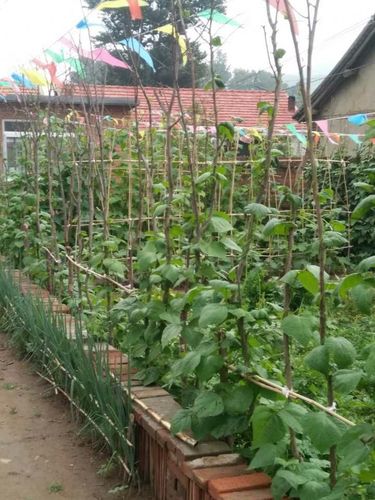 自己菜园,让您来到农家乐,真正的感受到,农村特有的绿色!