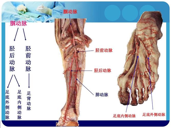 麻醉解剖学ppt 腘动脉 腘动脉 胫 后 动 脉 胫 前 动 脉 胫前动脉 胫