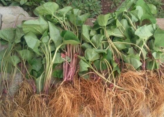 细辛的功效与作用