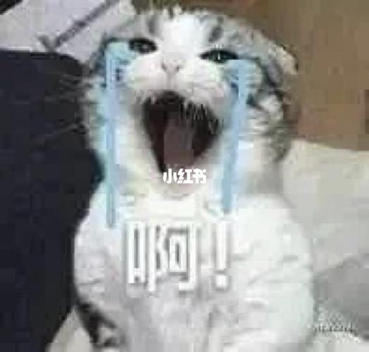 一组猫咪92大叫"啊!的表情包_表情包_猫咪_素材