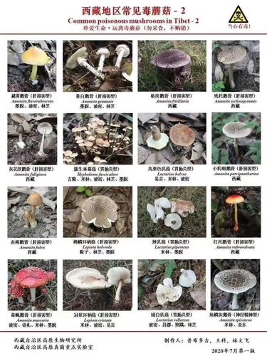 云南野生菌中毒事件屡屡发生!请收好这份波密毒蘑菇图鉴