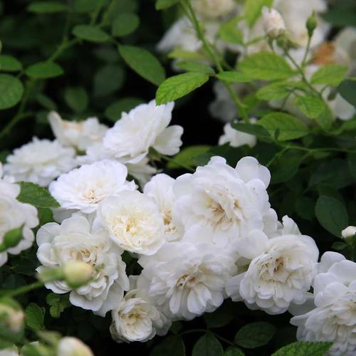 耐晒微型月季花大苗盆栽彗星耐热白色玫瑰四季开阳台露台花卉植物