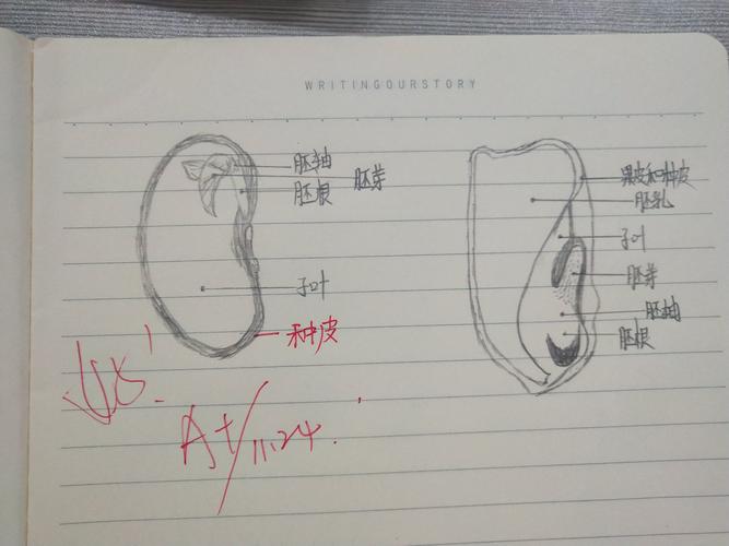 写美篇   为了让同学们巩固已学的菜豆和玉米种子的结构,周末给他们