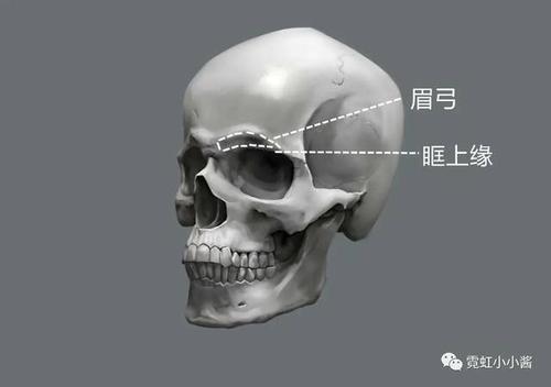 眉弓凸起状态是从眼头到眼尾逐渐过渡隆起,在眉峰的位置眉骨最为凸出