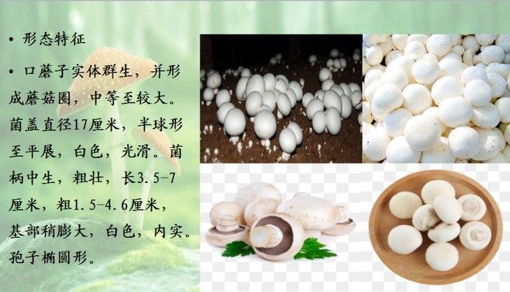 双孢菇产品(口蘑)