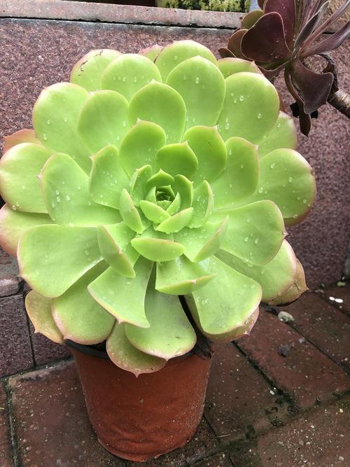 多肉?沙漠玫瑰 ?据说年龄12,怎么个品鉴法儿?