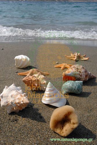 greek natural sea sponges for cosmetic use