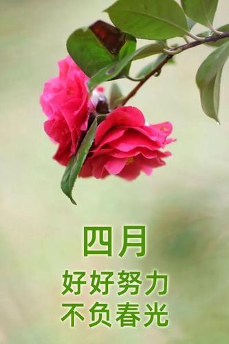 拥抱四月,愿你一切安好!