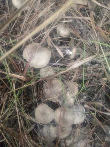 请问这种野生蘑菇是什么蘑菇?产自湖南永州新田,今日.