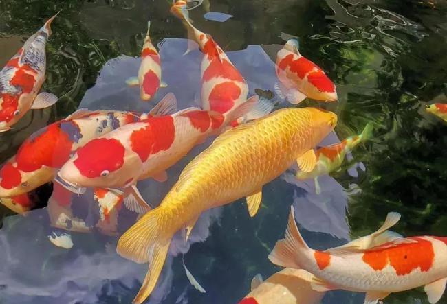 干货分享||如何让锦鲤色彩更加斑斓?