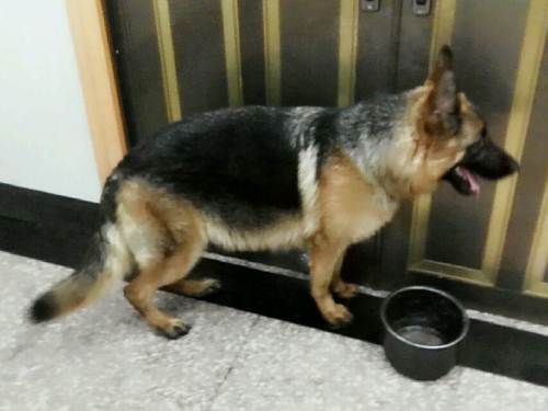 搬家出怀孕50天德牧