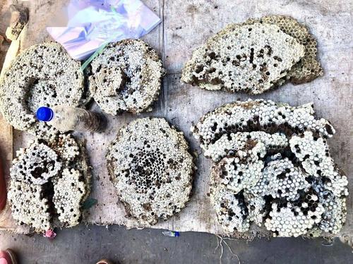 葫芦蜂巢,里面是人工养殖的胡蜂幼虫和蛹,较为鲜嫩.偶见野生胡蜂.