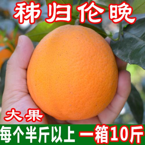 现摘特大果秭归伦晚脐橙甜橙子新鲜10斤当季水果超赣南纽荷尔长虹