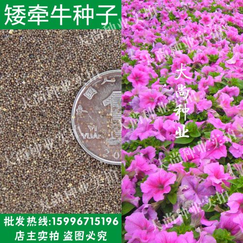 散装矮牵牛种子批发 碧冬茄 毽子花 进口矮喇叭花种子 番薯花四季_7折
