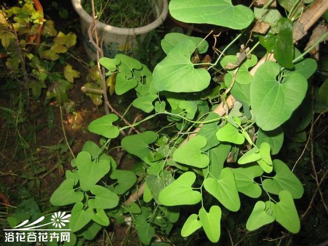 天仙藤图片_看图识花_浴花谷花卉网