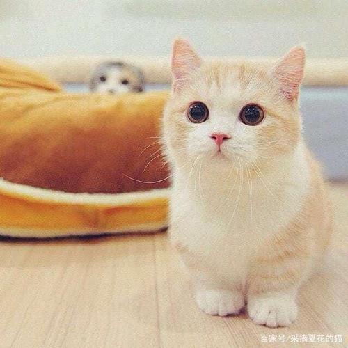 最近很火的小奶猫,呆萌的模样好治愈,真想带回家