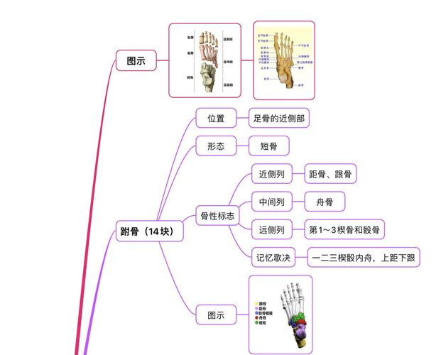 运动解剖骨骼篇下肢骨记住骨头没有那么难