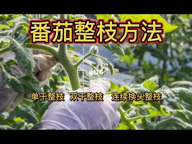 番茄整枝方式