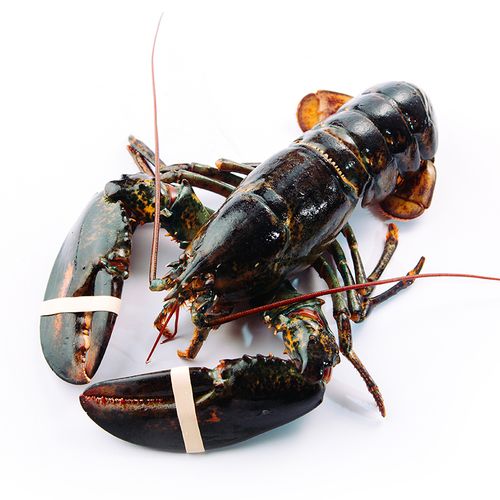 无论是近海还是渔业捕捞,新斯科舍省的龙虾捕捞业均获得了海洋管理