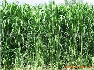 墨西哥玉米草种子