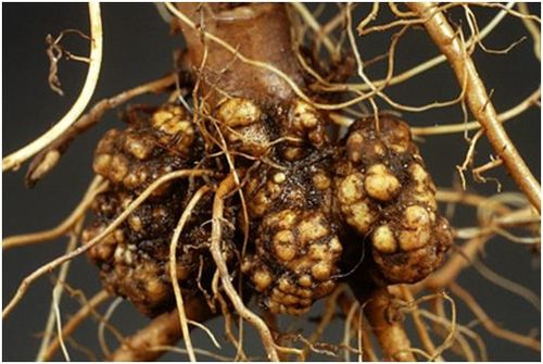 让人头疼的果蔬根瘤病该怎么防治