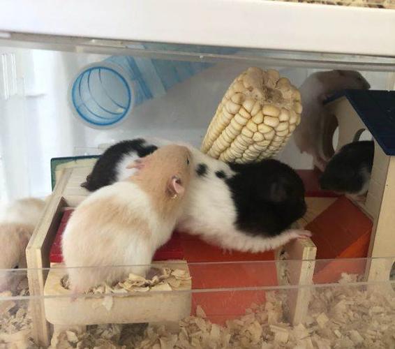 金丝熊奶牛熊二十多天,十五一只,四只金丝熊一只奶牛