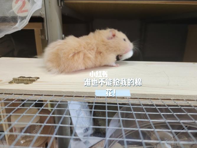 金丝熊日常行为_金丝熊_宠物_我家宠物好可爱_宠物