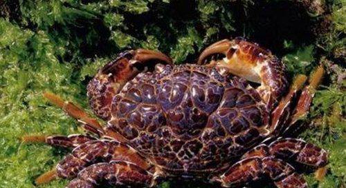 十大毒蟹里面哪个最强?