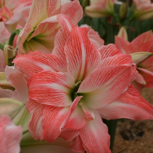 多年生球根种植时间 :冬季 秋季植物品种 :朱顶红开花季节 :春季