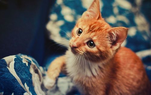 桌面 图赏 喵星人系列 乖猫猫壁纸(二)点击下载壁纸包             击