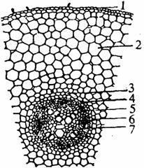 (-)根的初生结构[实验内容]蚕豆,玉米,等尾,毛奖的幼根,显微镜,双面