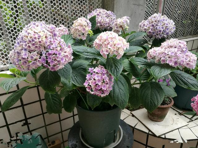 夏洛特公主