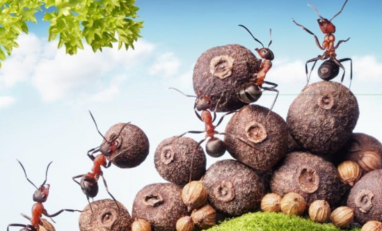 生活习性: 一,住房: 1,蚂蚁一般都会在地下筑巢,地下巢穴的规模非常大