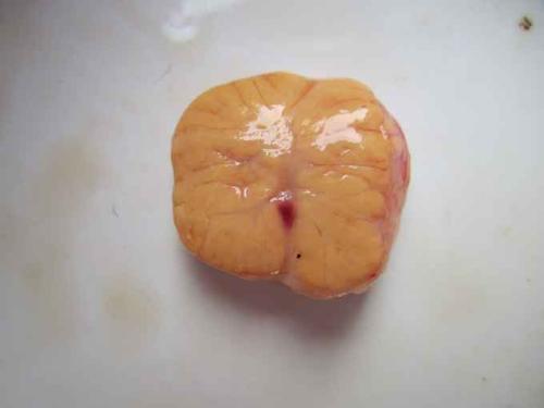 奶牛卵巢是什么形状