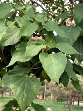 认识植物--楸树