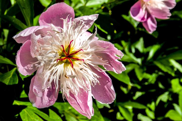 疫情中的那些花儿2020