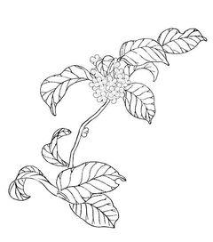 中秋节桂花树简笔画